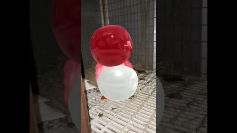 Capturando um Pokémon na Vida Real #shorts