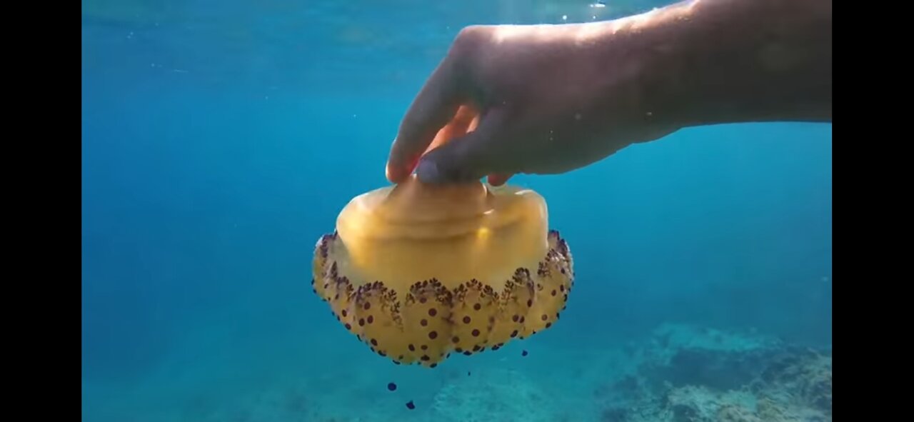 Can JellyFish be EATen?