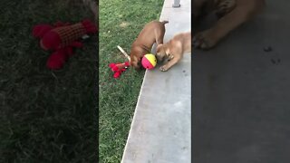 New puppy toy. LonelyCreek bullmastiff #bullmastiff #bullmastiffpuppy