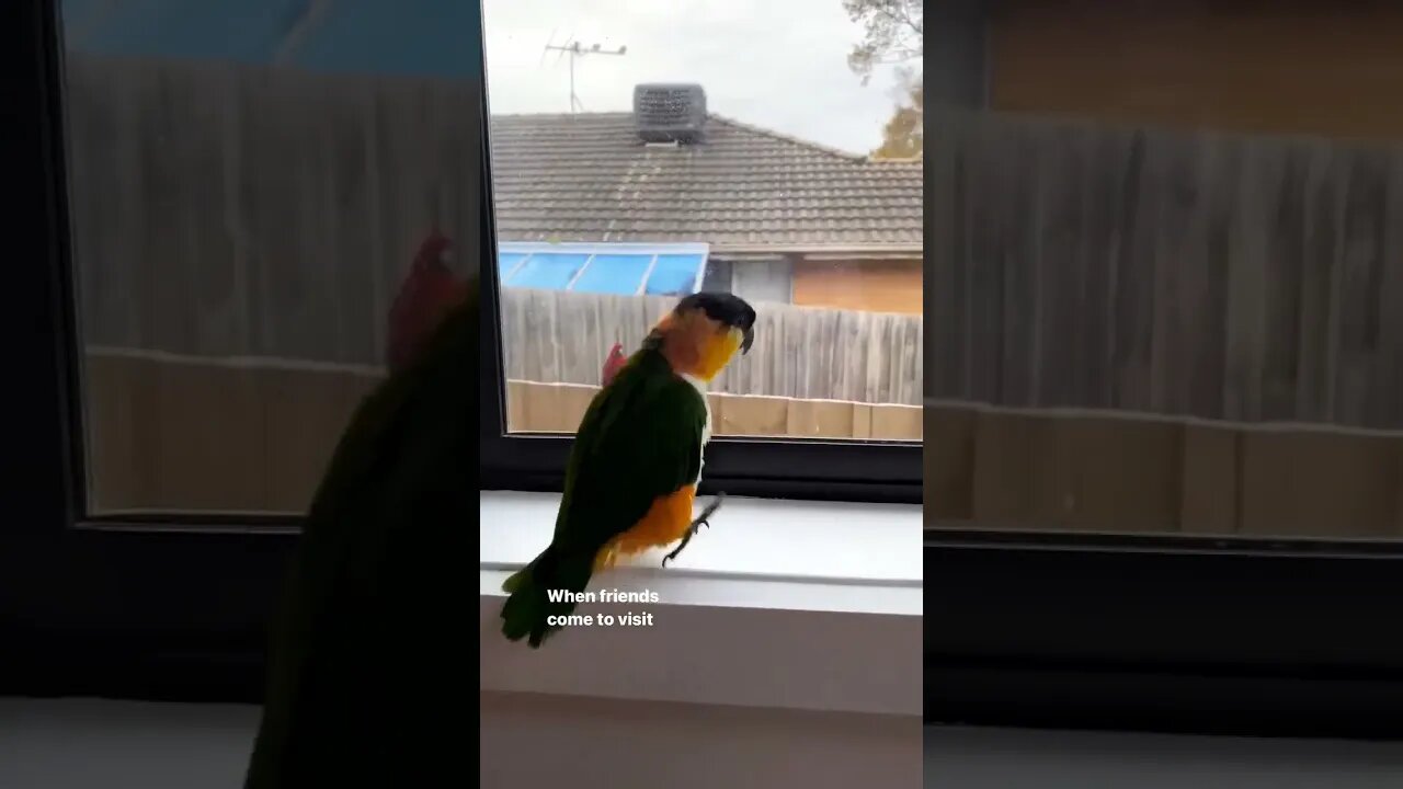 When friends come to visit l #shorts l #caiqueparrot l #rosellaparrot l @BikisAviary