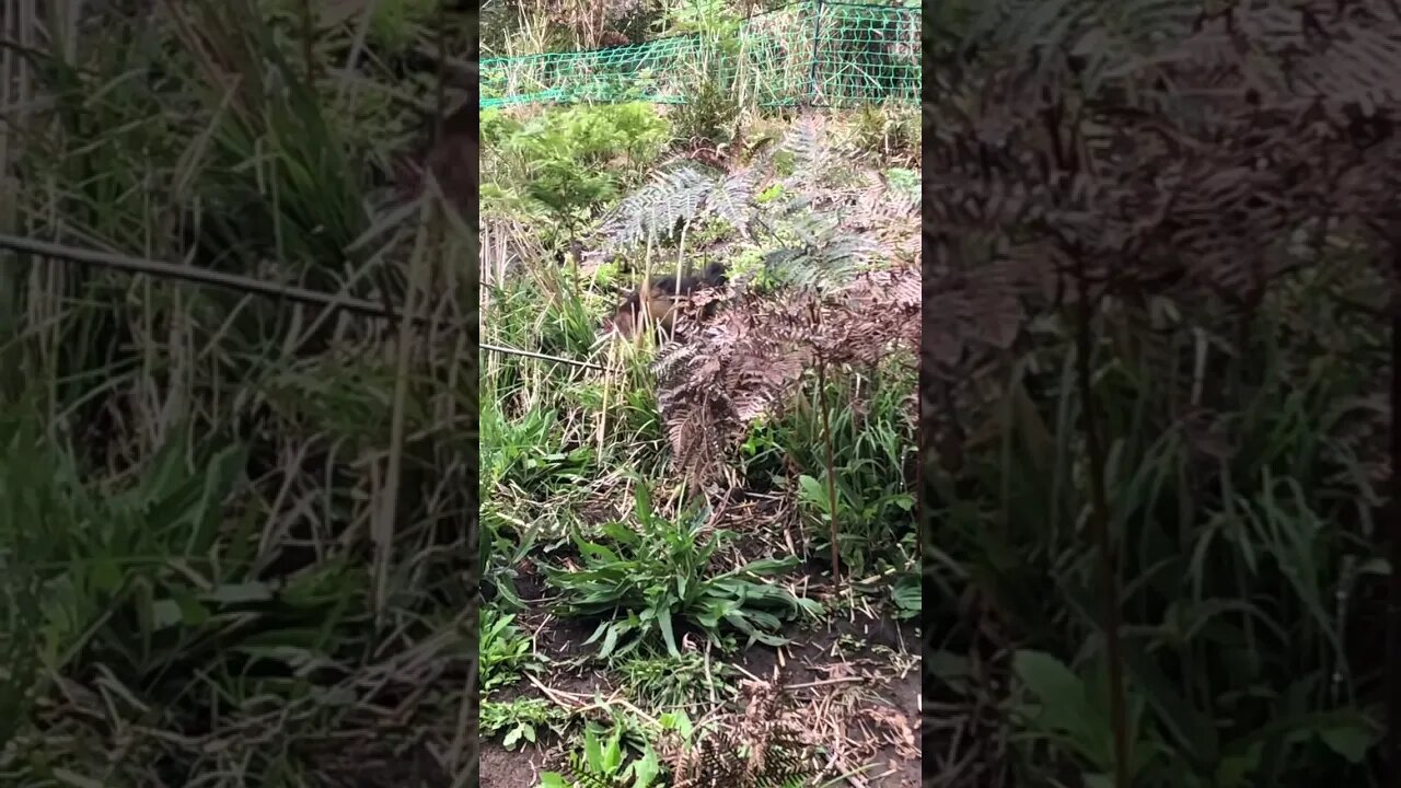 Hens and chicks free ranging