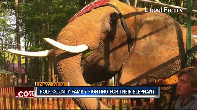 Davenport family fighting to regain custody of 'Nosey' the amazing elephant