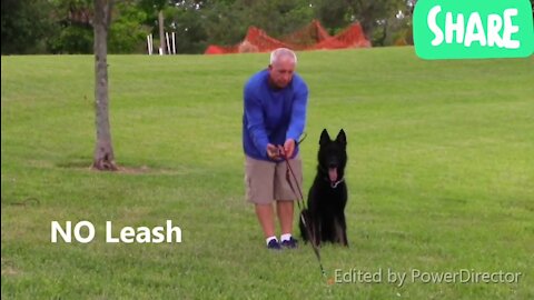 HOW TO MAKE YOUR DOG FULLY AGGRESSIVE WITH SIMPLE TRICKS