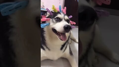 Funny and lovely dog