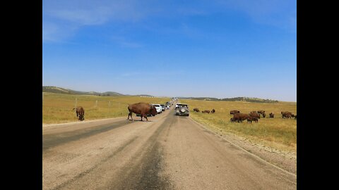 Buffalo Traffic Jam