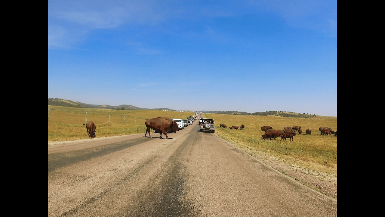 Buffalo Traffic Jam