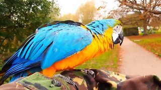 Most Beautiful Macaws on Planet Earth