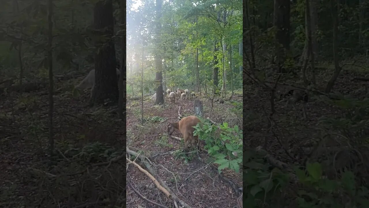 While I Hay the Sheep Play