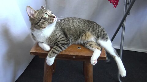I am Hungry, Mom!