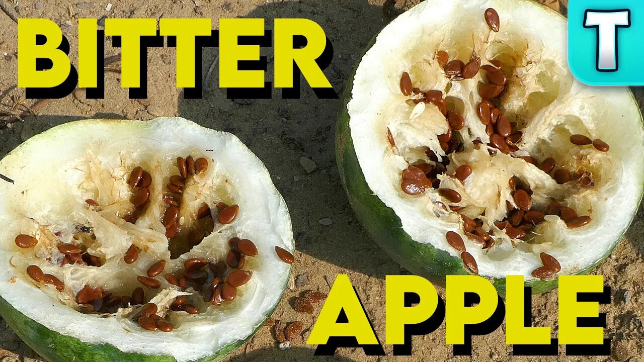 Bitter Apple (Wild Watermelon) | Fruits You've Never Heard of