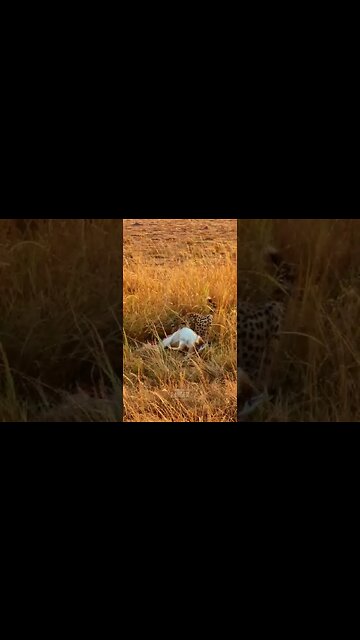 Cheetah Feast #shorts