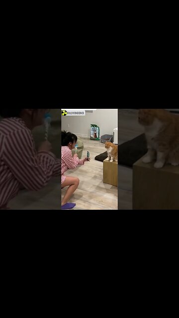 How Cat Videos Are Made