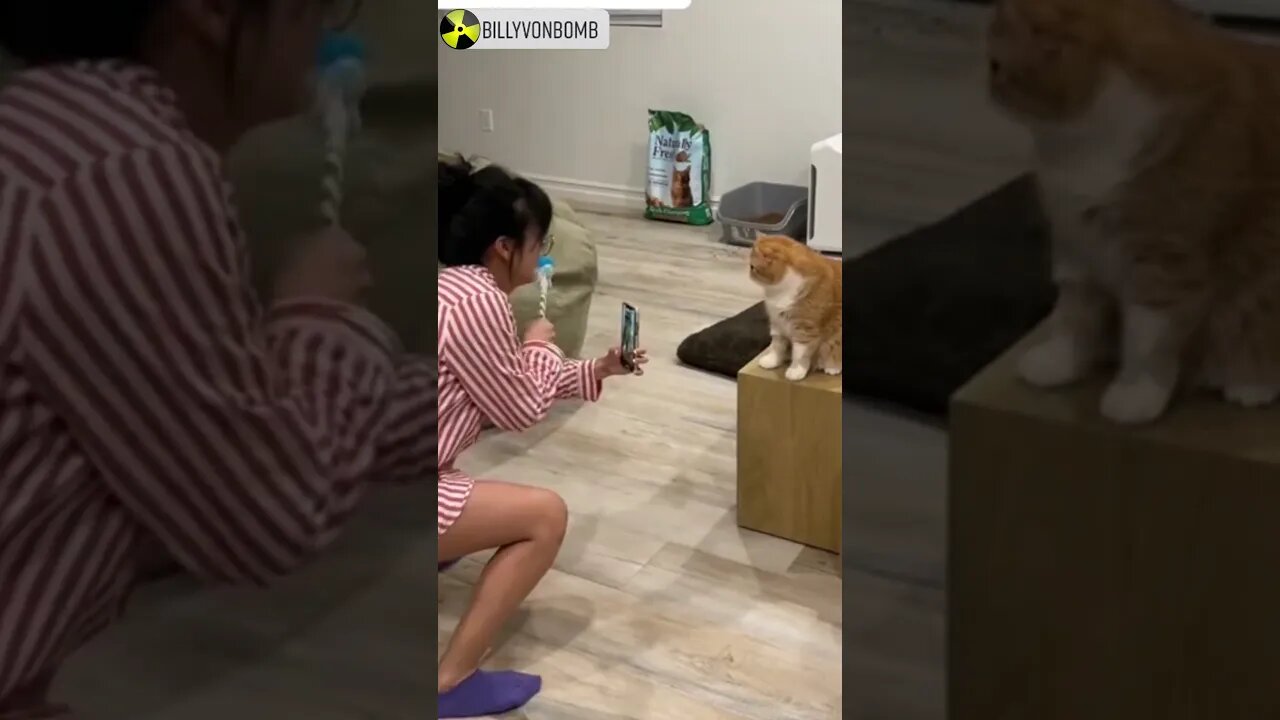 How Cat Videos Are Made