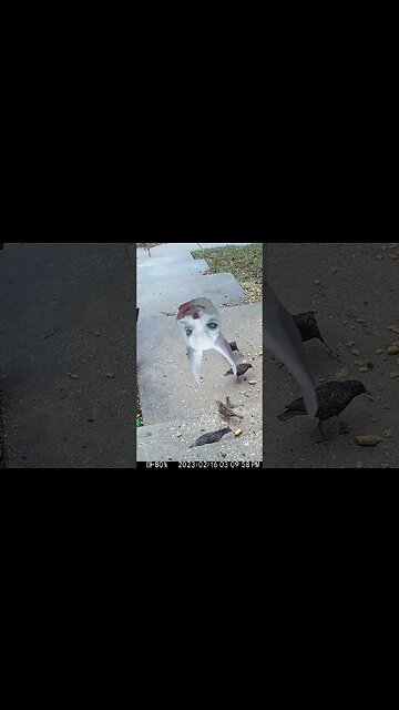 A Creepy Easter Bunny Head Visits #Shorts 😬