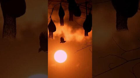 The Bird Coming Home on a Beautiful Evening (beautiful world) #shorts #youtube