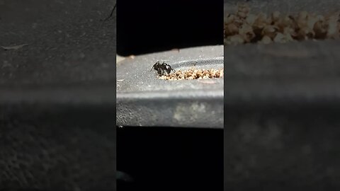 GOOD MORNING 🐜🐜🐜 ANT! HE EATT #shorts #animals #ants