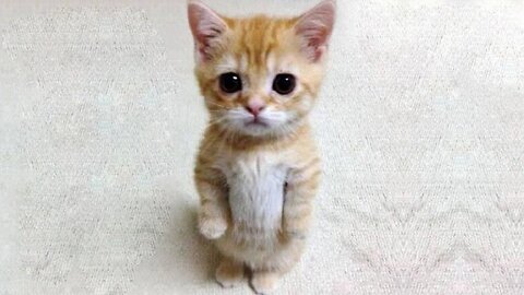 Funniest Cats and Dogs 🐱🐶