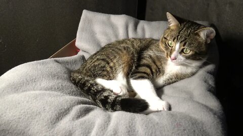 Cat Sits Next to the Heater and Plays