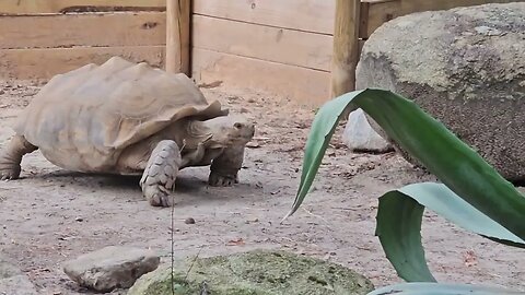 It's a hard life...climb @ Riverbanks Zoo