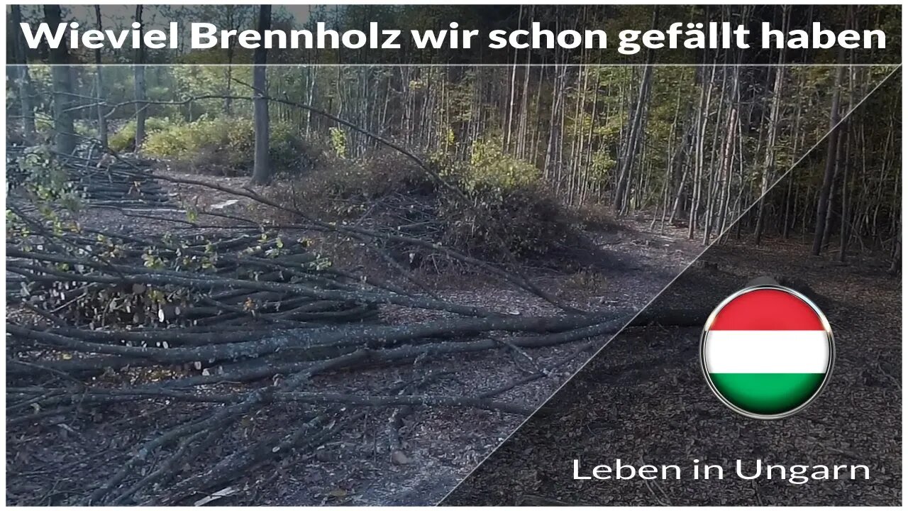 Einblicke wieviel Brennholz wir schon haben - Leben in Ungarn