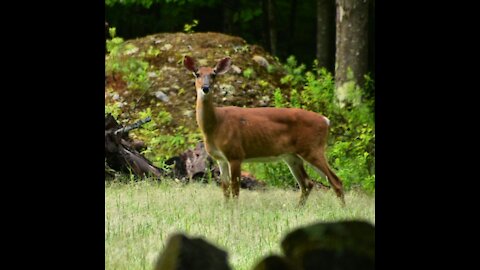 deer in the grass