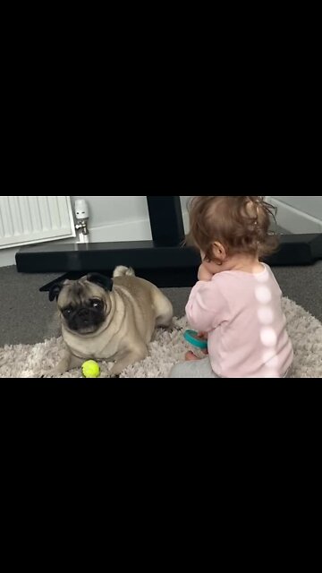 Pug Is Desperate For Little Girl To Play Ball With Him