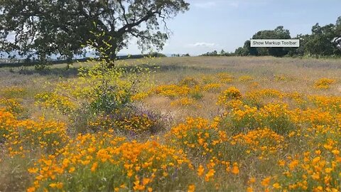 Flowering in the wind: An afternoon at Montgomery Hills Park.