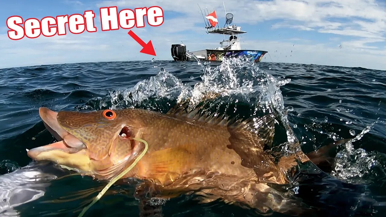 the SECRET JUICE to catch Hogfish {catch and cook}