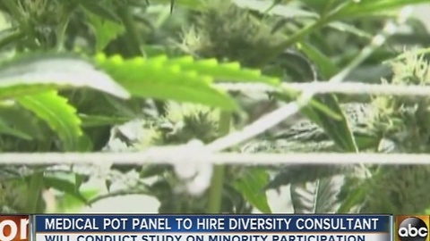 Diversity consultant to look at medical marijuana businesses