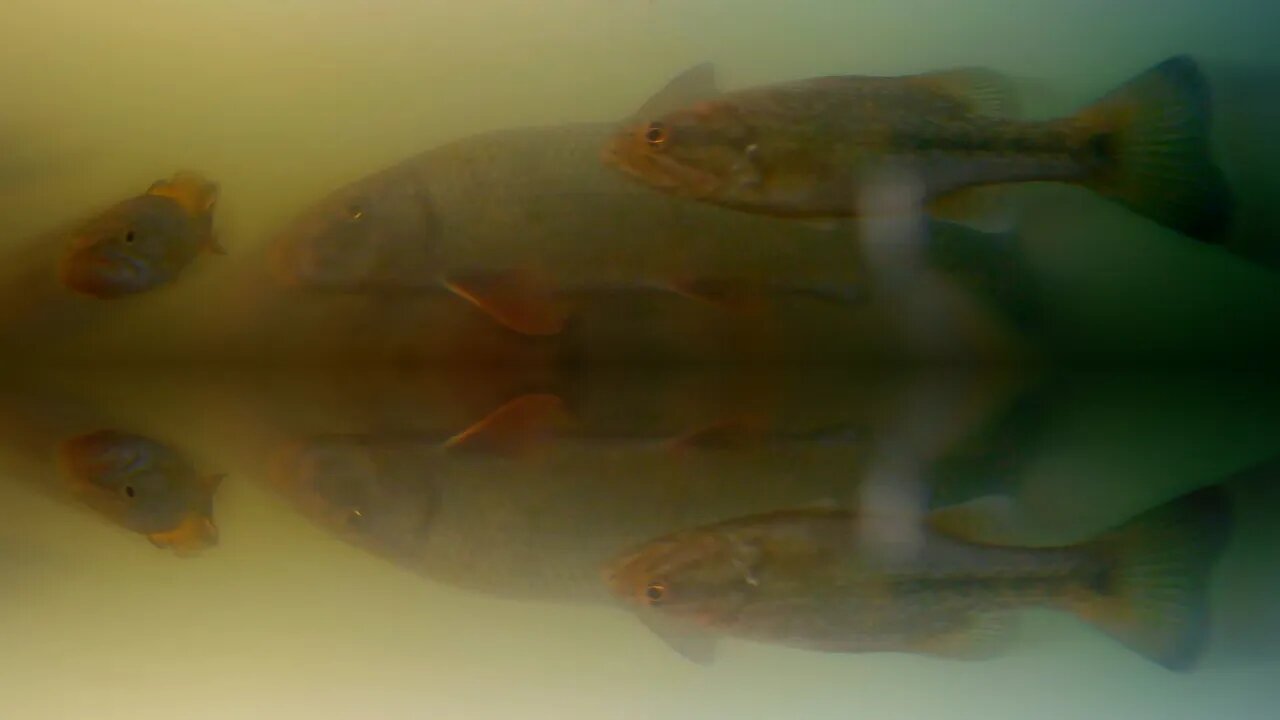 Underwater Footage from the Tennessee River