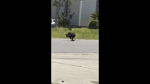 Turkey Vulture around Gulf Breeze Florida