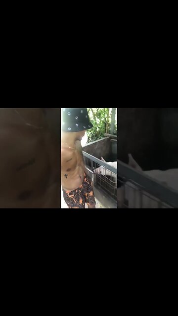 My Pig Named Elon Musk