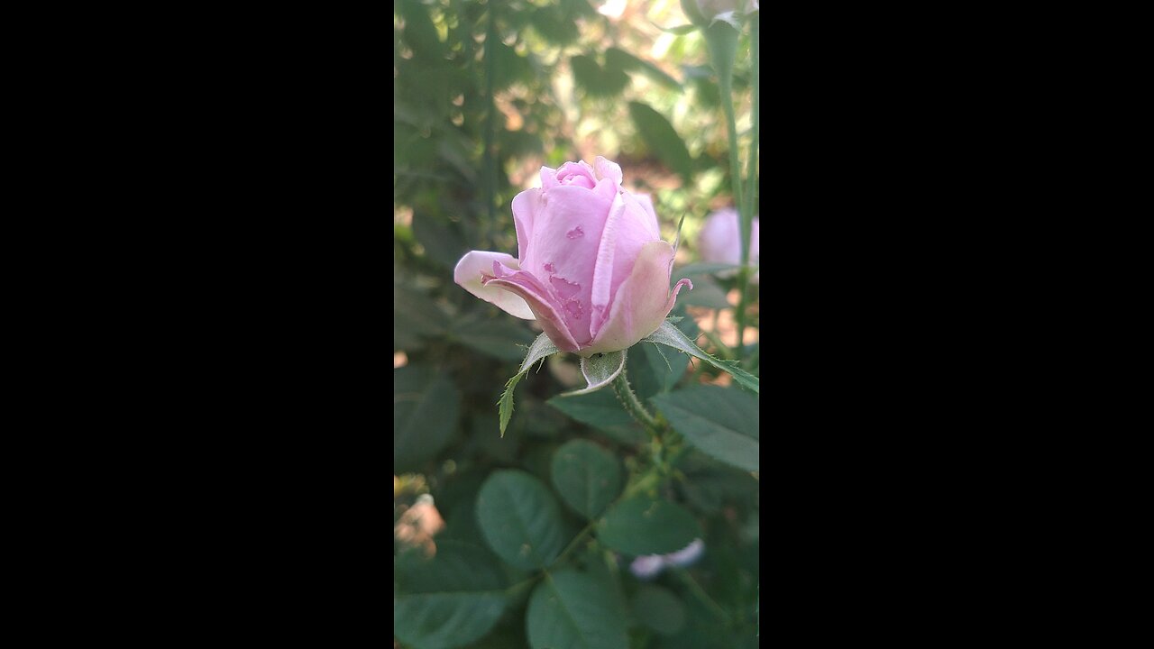 beautiful pink rose flowers.