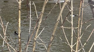 Bufflehead Ducks close up