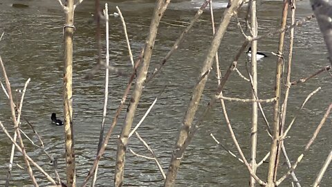 Bufflehead Ducks close up