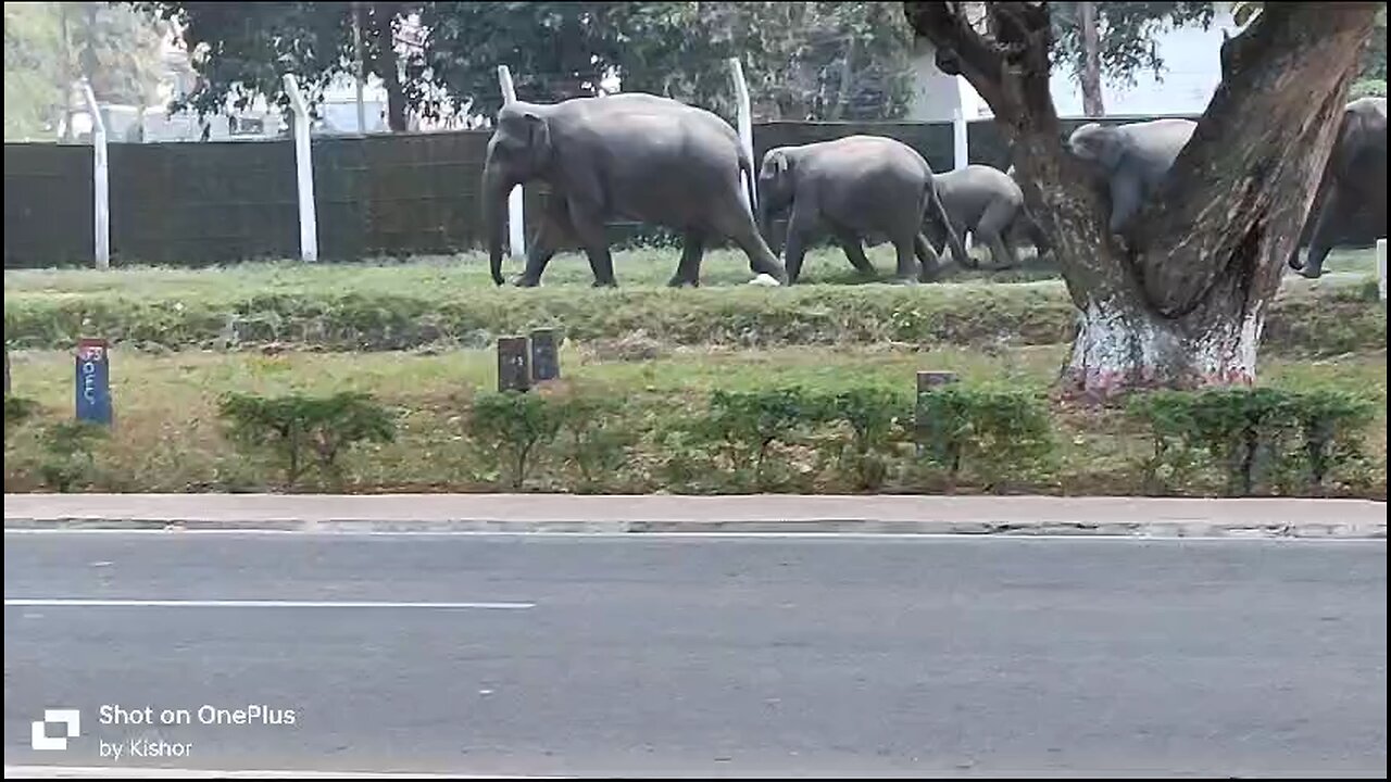 elephant fighting