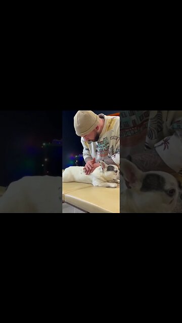 Dog Chiropractor first massage the dog and then cracks the back.