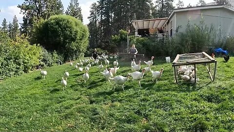 Moving Our Thanksgiving Turkeys.