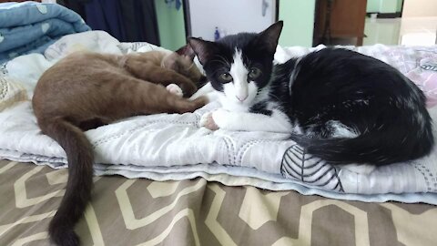 Sammy The Cat Loves Playing Tricks On His Brother