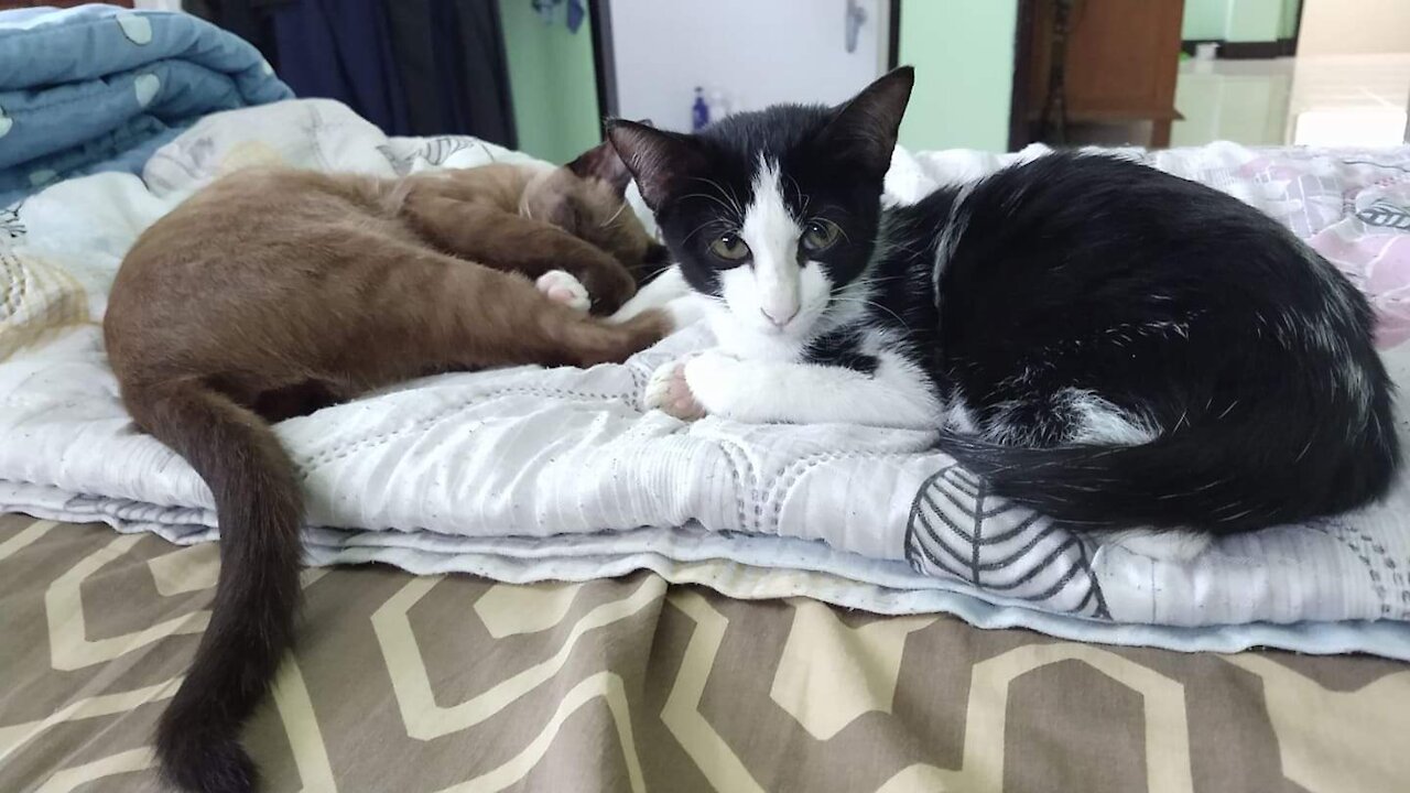 Sammy The Cat Loves Playing Tricks On His Brother