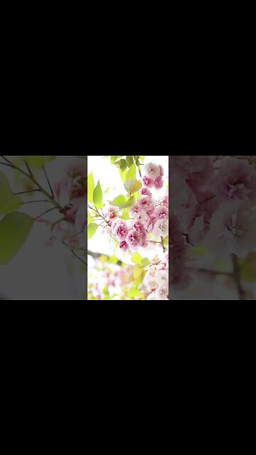 VÍDEO SEM DIREITOS AUTORAIS: