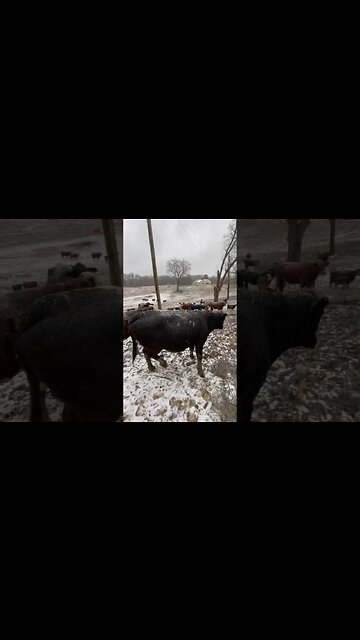 We wish it was spring! #cattle #farm #farmlife #ranch #ranchlife #winter #icestorm #spring