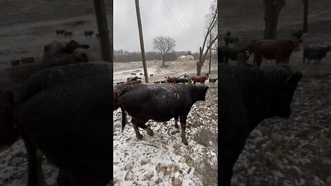 We wish it was spring! #cattle #farm #farmlife #ranch #ranchlife #winter #icestorm #spring