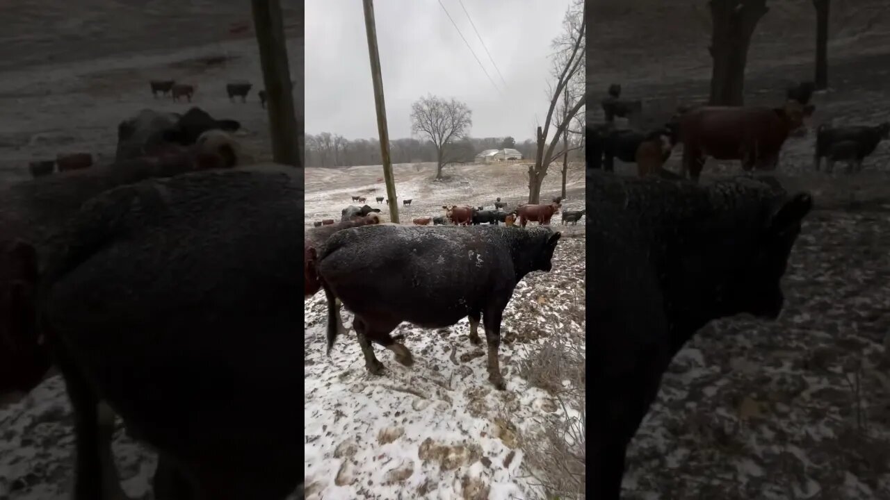 We wish it was spring! #cattle #farm #farmlife #ranch #ranchlife #winter #icestorm #spring
