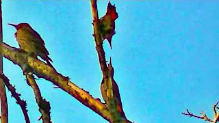 IECV NV #197 - 👀 Tree More Northern Flickers On The Neighbor's Maple Tree Out Back 2-25-2016