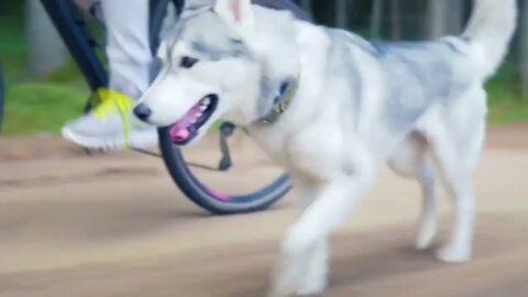 Amazing Husky