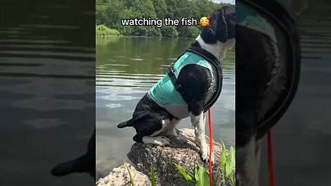 Dogs, Dogslover, Dogproducts, Dogsowners, 30