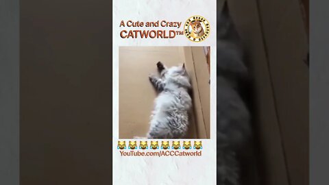 When Your Cat Senses Fail You 🤣 (#194)