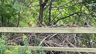 Cardinal fledglings James Gardens clan