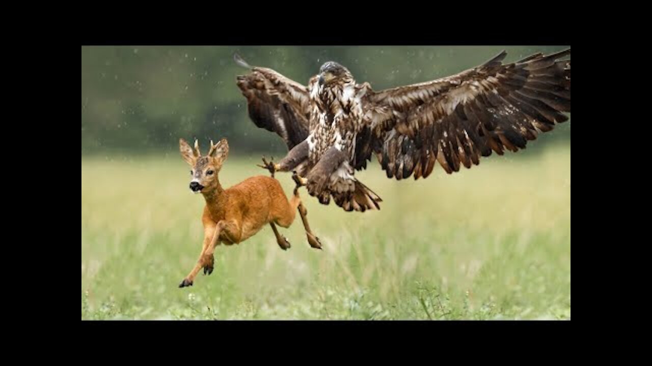 King Eagle - Animal Attacks